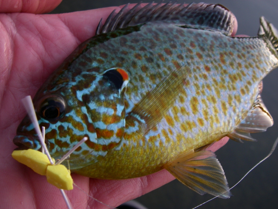 Panfish Chart