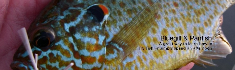 Slider - Bluegill