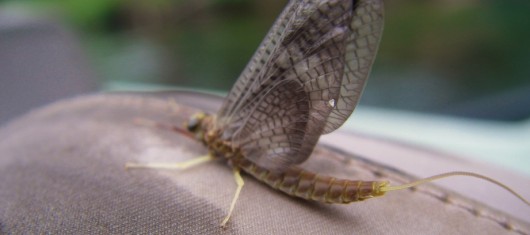 Slider - Trout Hatches