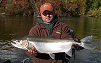 Fall Steelhead