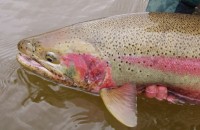 Betsie River Steelhead Fly Fishing