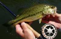 Bluegill - Bass Fly Fishing