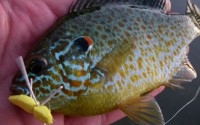 Bluegill, Panfish and Bass Fly Fishing on Local Lakes Near Traverse City