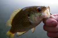 Bluegill - Panfish - Rock Bass Fly Fishing