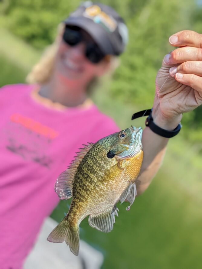 Bluegill on the Fly