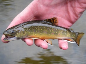 Boardman River Brook Trout