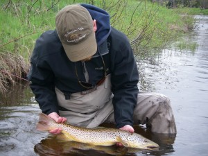 Boardman River Brown Trout