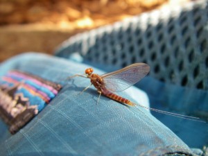 Boardman River - Fly Fishing and Matching the Hatch