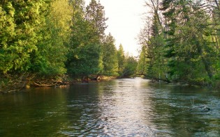 Boardman River Trout Fishing - Traverse City, MI