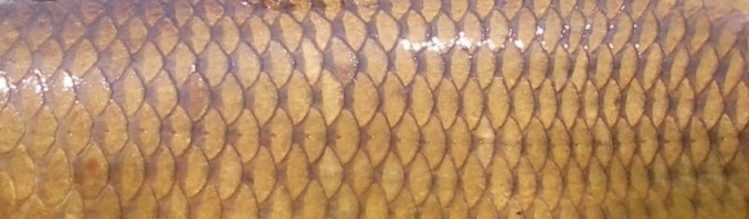 Carp Scales