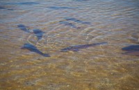 School of Carp Looking to Eat