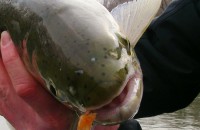 Egg Fly Patterns for Great Lakes Steelhead