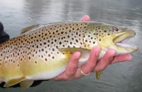 Egg Patterns for Trout and Steelhead