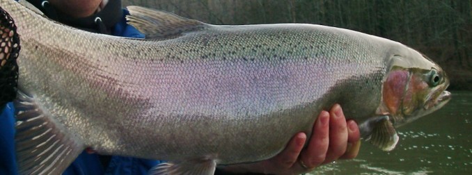 Egg - Steelhead