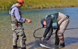 Fighting Fish - Getting the Fish in the Net