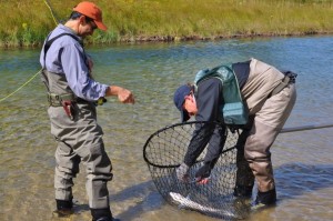 Fighting Fish - Getting the Fish in the Net