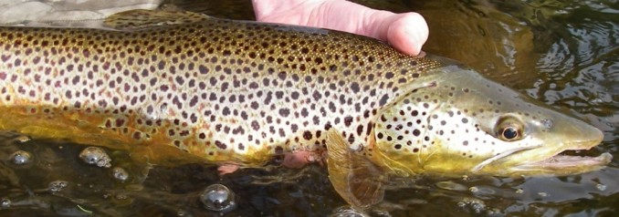 Fin Clip - Stocked Trout Eating Brown Trout