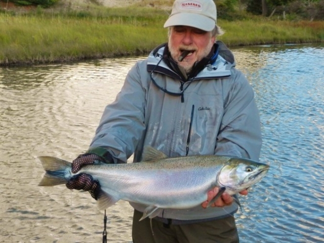 Gallery - Coho Salmon