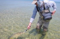 Guide Trips - Fly Fishing for Carp