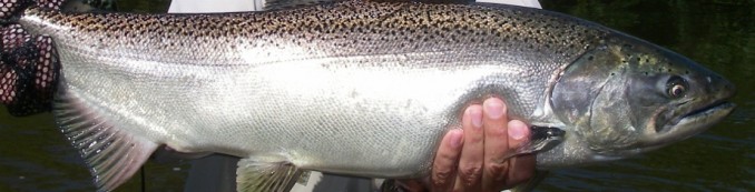 Fresh Salmon - August and September