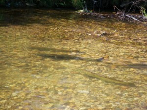 Spawning Salmon