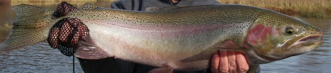 Steelhead