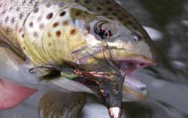 Streamer Fishing Tips for Trout