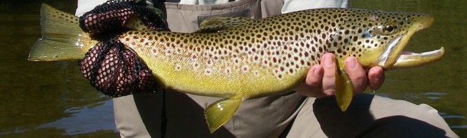 Terrestrial Caught Brown Trout