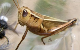 Terrestrial - Grasshopper