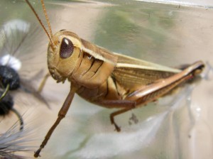 Terrestrial - Grasshopper