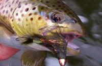 Trout - Brown Trout and Streamer