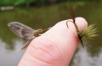 Trout - Match-the-Hatch Fly Fishing
