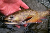 Upper Manistee River Brook Trout