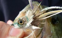 Largemouth Bass - Close up