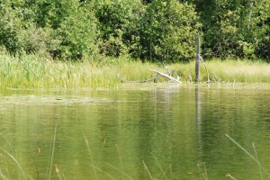 Largemouth Bass - Structure