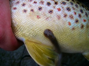 Lamprey - Chestnut Lamprey on Brown