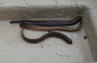 Lamprey - Chestnut Lampreys