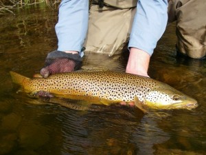 Seductive Streamer Brown Trout Success II