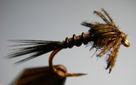 Early Black Stonefly Nymph