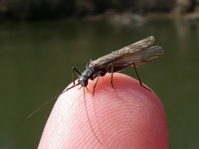 Early Black Stonefly Nymph - Natural Adult