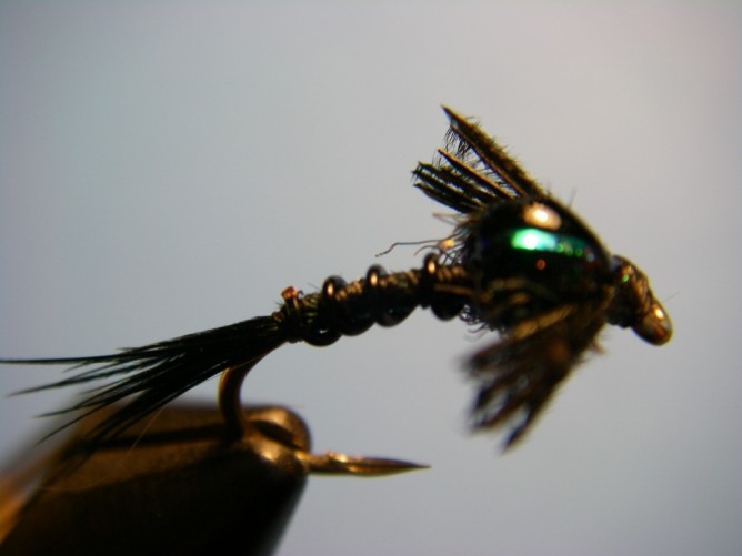 Early Black Stonefly Nymph Optional Step 9.5