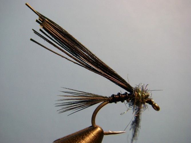 Early Black Stonefly Nymph Step - 5