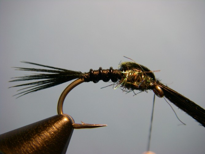 Early Black Stonefly Nymph Step - 6