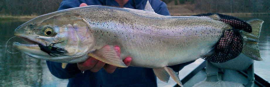 Top 5 Steelhead Flies - Spring Steelhead Leech Pattern