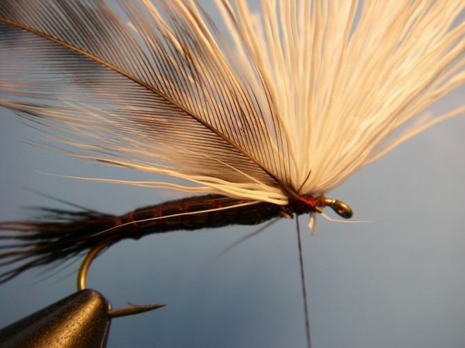 Tilt-Shoot Iso Dry - Isonychia Fly Pattern - How to tie
