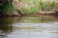 Dry Fly Do's - Rising Trout