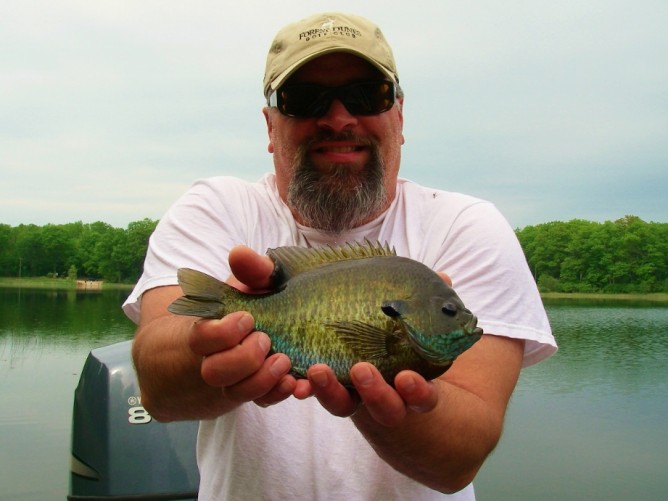 May Fly Fishing - Bluegill on the Fly