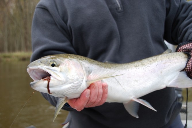 May Fly Fishing - Drop Back Steelhead I