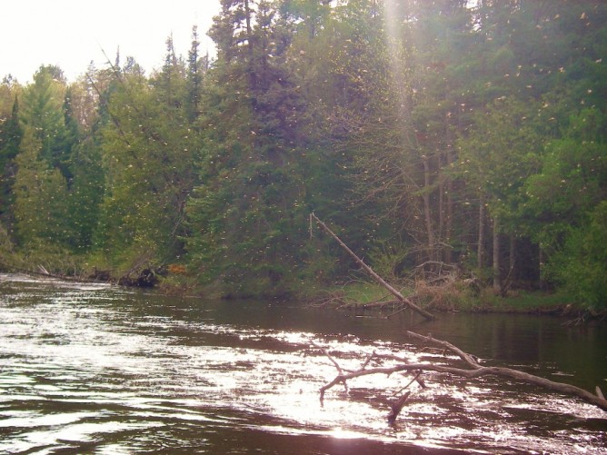 May Fly Fishing - Michigan Mayfly Hatches