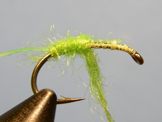 Green Caddis - Dubbed - Step 3a